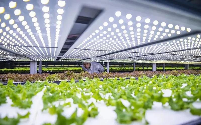加强多元化食物生产系统植物工厂的人工智能创新